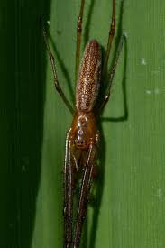 Attēlu rezultāti vaicājumam “Tetragnatha montana”