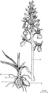 Attēlu rezultāti vaicājumam “Orchis mascula bud”