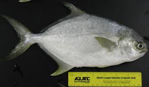 Image result for Trachinotus carolinus