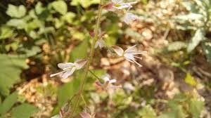 Attēlu rezultāti vaicājumam “Circaea lutetiana fruit”