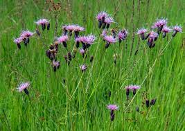 Attēlu rezultāti vaicājumam “Serratula tinctoria flower”