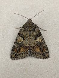 Attēlu rezultāti vaicājumam “Catocala sponsa”