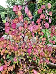 Attēlu rezultāti vaicājumam “Lunaria annua”