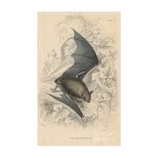 Attēlu rezultāti vaicājumam “Myotis nattereri”