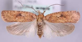 Attēlu rezultāti vaicājumam “Agonopterix ciliella imago”