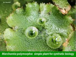 Attēlu rezultāti vaicājumam “Marchantia polymorpha”