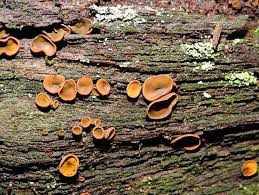 Attēlu rezultāti vaicājumam “Chlorencoelia versiformis”