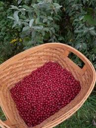 Attēlu rezultāti vaicājumam “Cardamine impatiens fruit”