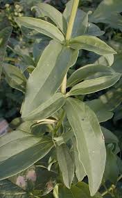 Attēlu rezultāti vaicājumam “Saponaria officinalis leaf”