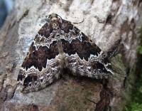 Attēlu rezultāti vaicājumam “Lampropteryx suffumata”