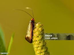 Attēlu rezultāti vaicājumam “Nemophora metallica”