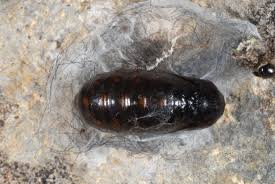 Attēlu rezultāti vaicājumam “Setina irrorella”