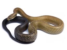 Attēlu rezultāti vaicājumam “Cribraria martinii”