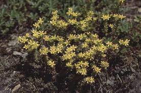 Attēlu rezultāti vaicājumam “Sedum sexangulare flower”