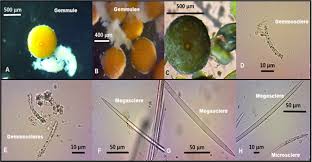 Attēlu rezultāti vaicājumam “Spongilla lacustris”