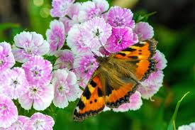 Attēlu rezultāti vaicājumam “Nymphalis xanthomelas pupa”