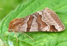 Attēlu rezultāti vaicājumam “Euclidia glyphica”