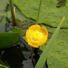 Attēlu rezultāti vaicājumam “Nuphar lutea flower”