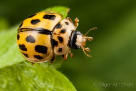 Attēlu rezultāti vaicājumam “Propylea quatuordecimpunctata”