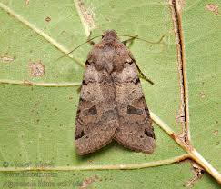 Attēlu rezultāti vaicājumam “Agrochola litura”