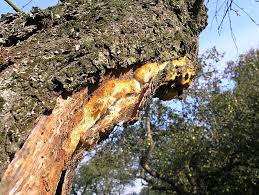 Attēlu rezultāti vaicājumam “Sarcodontia crocea”