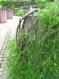 Attēlu rezultāti vaicājumam “Caragana arborescens”