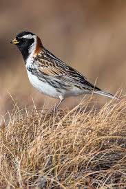 Image result for Emberiza pallasi