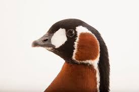 Image result for Branta ruficollis