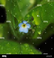 Attēlu rezultāti vaicājumam “Myosotis sparsiflora flower”