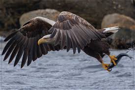 Attēlu rezultāti vaicājumam “Haliaeetus albicilla adult”