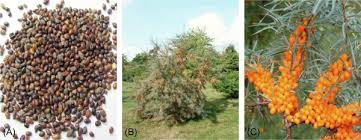 Attēlu rezultāti vaicājumam “Hippophae rhamnoides”