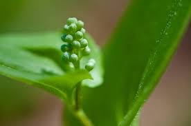 Attēlu rezultāti vaicājumam “Maianthemum bifolium bud”