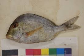 Image result for Calamus nodosus