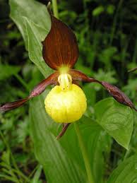 Attēlu rezultāti vaicājumam “Cypripedium calceolus leaf”