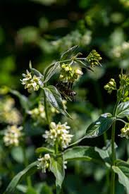 Attēlu rezultāti vaicājumam “Vincetoxicum hirundinaria leaf”