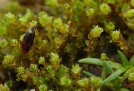 Attēlu rezultāti vaicājumam “Bryum neodamense”