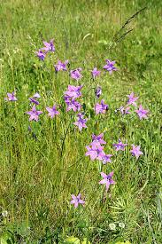 Image result for Campanula patula