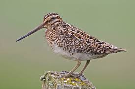 Image result for Gallinago gallinago