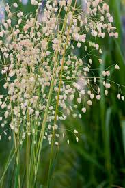 Attēlu rezultāti vaicājumam “Briza media flower”