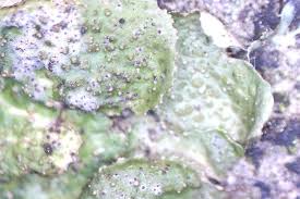 Attēlu rezultāti vaicājumam “Melanohalea exasperata”