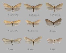 Attēlu rezultāti vaicājumam “Nematopogon sp.”
