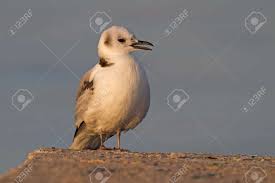 Image result for Rissa tridactyla