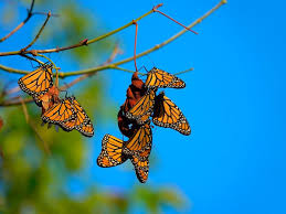 Image result for monarch butterfly