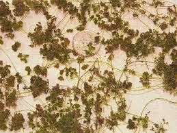 Attēlu rezultāti vaicājumam “Nitella sp.”