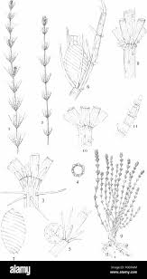 Attēlu rezultāti vaicājumam “Chara aspera”