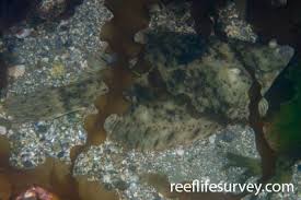 Image result for Pseudopleuronectes americanus