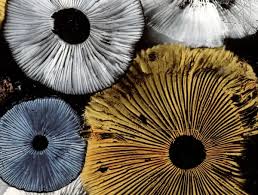 Attēlu rezultāti vaicājumam “Diderma montanum var. album spores”