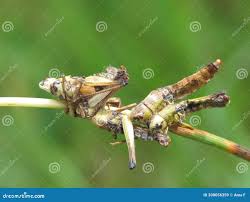 Attēlu rezultāti vaicājumam “Entomophaga grylli”