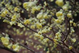 Attēlu rezultāti vaicājumam “Kurzia pauciflora”