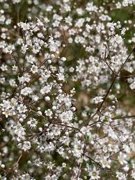 Attēlu rezultāti vaicājumam “Gypsophila fastigiata flower”